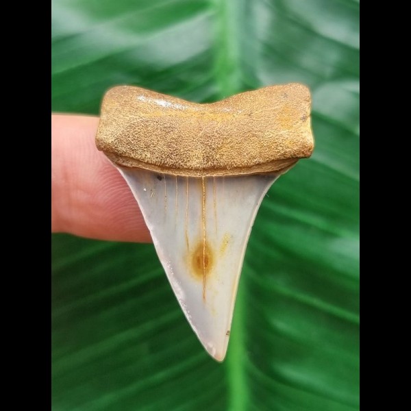 3.7 cm Mako - shark tooth with blue enamel