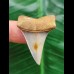 3.7 cm Mako - shark tooth with blue enamel