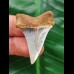 3.7 cm Mako - shark tooth with blue enamel