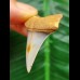 3.7 cm Mako - shark tooth with blue enamel