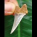 3.7 cm Mako - shark tooth with blue enamel