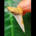 3.7 cm Mako - shark tooth with blue enamel
