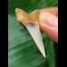 3.7 cm Mako - shark tooth with blue enamel
