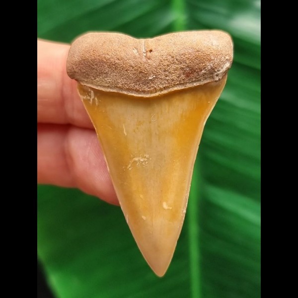 4.7 cm tooth of Mako shark from Morocco