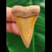4.7 cm tooth of Mako shark from Morocco
