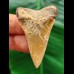 4.7 cm tooth of Mako shark from Morocco