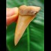 4.7 cm tooth of Mako shark from Morocco