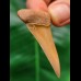 4.7 cm tooth of Mako shark from Morocco