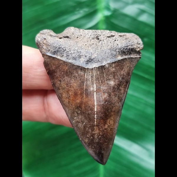 5.7 cm red-brown tooth of the Mako shark