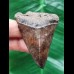 5.7 cm red-brown tooth of the Mako shark