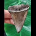 5.7 cm red-brown tooth of the Mako shark