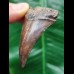 5.7 cm red-brown tooth of the Mako shark