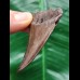 5.7 cm red-brown tooth of the Mako shark