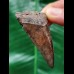 5.7 cm red-brown tooth of the Mako shark