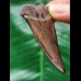 5.7 cm red-brown tooth of the Mako shark