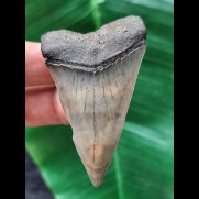 6.3 cm large patterned tooth of the Mako shark from the USA