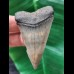 6.3 cm large patterned tooth of the Mako shark from the USA
