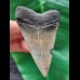 6.3 cm large patterned tooth of the Mako shark from the USA