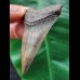 6.3 cm large patterned tooth of the Mako shark from the USA
