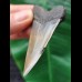6.3 cm large patterned tooth of the Mako shark from the USA