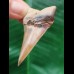 5,1 cm schön gefärbter Zahn des Mako Hai