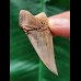 5,1 cm schön gefärbter Zahn des Mako Hai