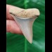4.3 cm light blue tooth of the Mako shark