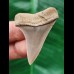 4.3 cm light blue tooth of the Mako shark
