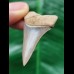 4.3 cm light blue tooth of the Mako shark