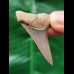 4.3 cm light blue tooth of the Mako shark