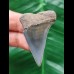 4.4 cm gray-blue tooth of the Mako shark