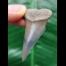 4.4 cm gray-blue tooth of the Mako shark