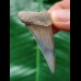 4.4 cm gray-blue tooth of the Mako shark
