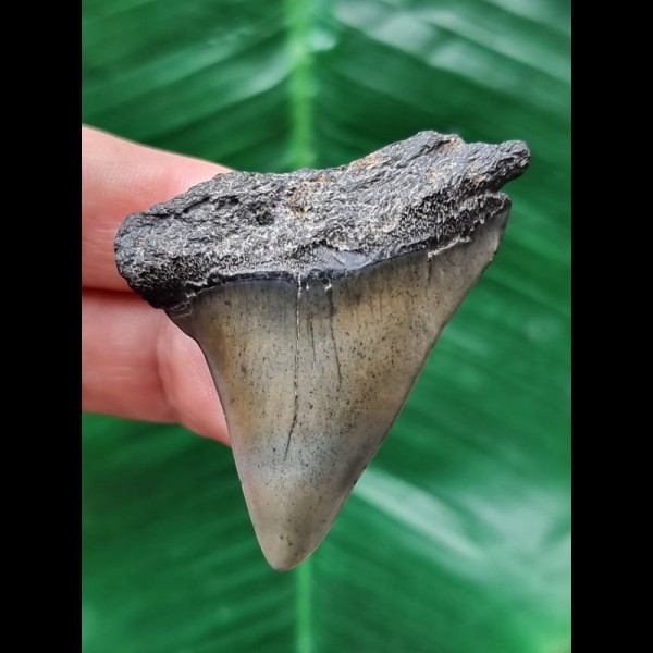 5.0 cm very wide tooth of the Mako shark