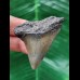 5.0 cm very wide tooth of the Mako shark