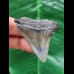 5.0 cm very wide tooth of the Mako shark