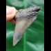 5.0 cm very wide tooth of the Mako shark