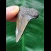 5.0 cm very wide tooth of the Mako shark