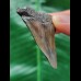 5.0 cm very wide tooth of the Mako shark