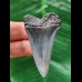 5,1 cm schmaler Zahn des Mako Hai
