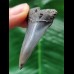 5,1 cm schmaler Zahn des Mako Hai