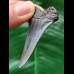 5,1 cm schmaler Zahn des Mako Hai