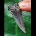 5,1 cm schmaler Zahn des Mako Hai