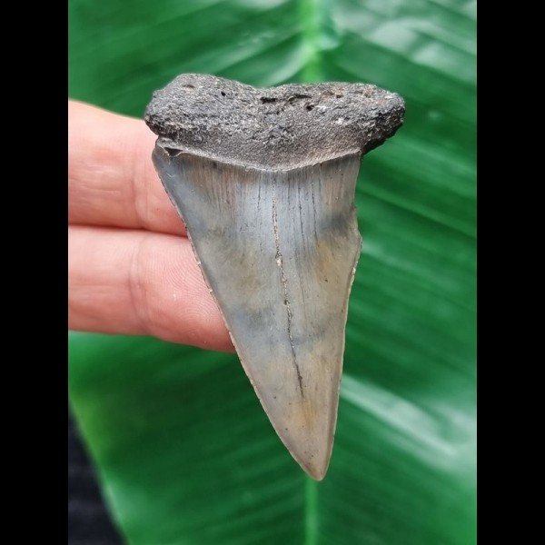 5.7 cm gray tooth of the Mako shark from the USA