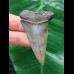 5.7 cm gray tooth of the Mako shark from the USA