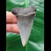 5.7 cm gray tooth of the Mako shark from the USA