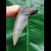 5.7 cm gray tooth of the Mako shark from the USA