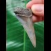 5.7 cm gray tooth of the Mako shark from the USA