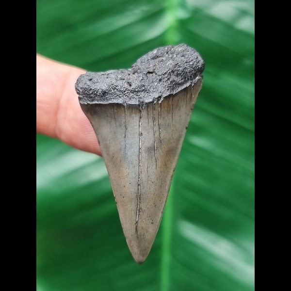 4.4 cm gray tooth of the Mako shark from the USA