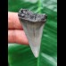 4.4 cm gray tooth of the Mako shark from the USA